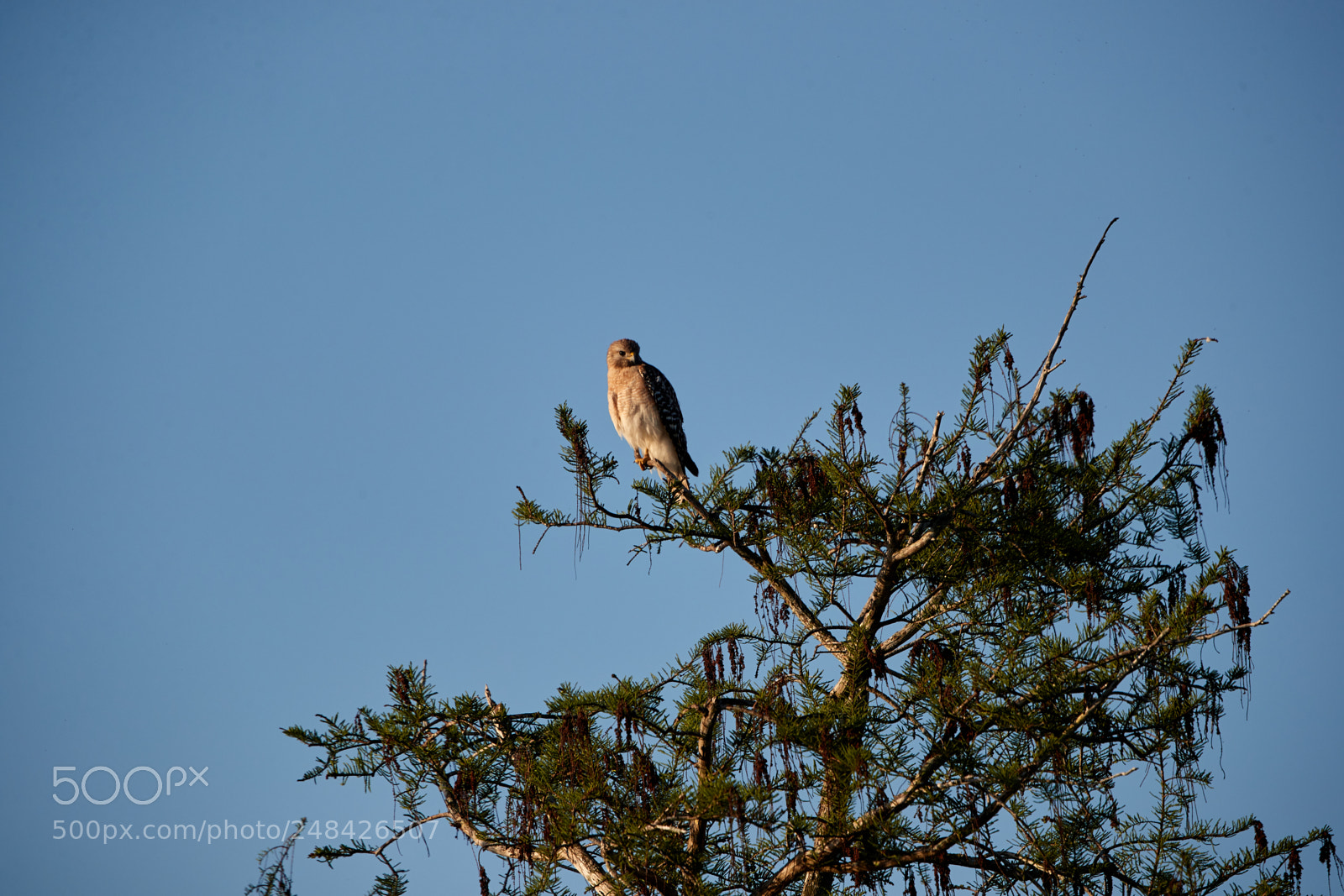 Canon EOS-1D X Mark II sample photo. 03-06-18-0006415.jpg photography