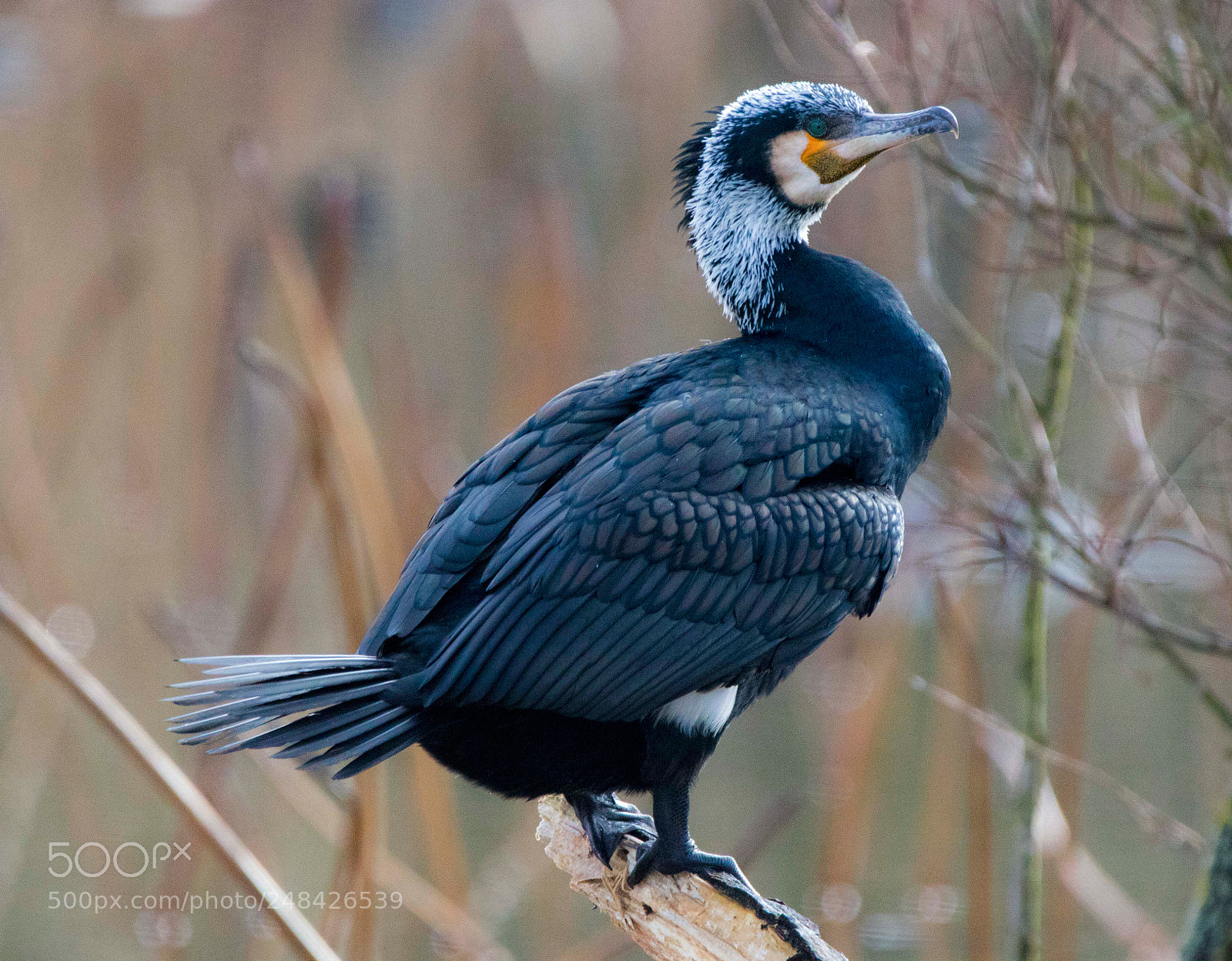 Canon EOS 7D Mark II sample photo. Le grand cormoran de photography