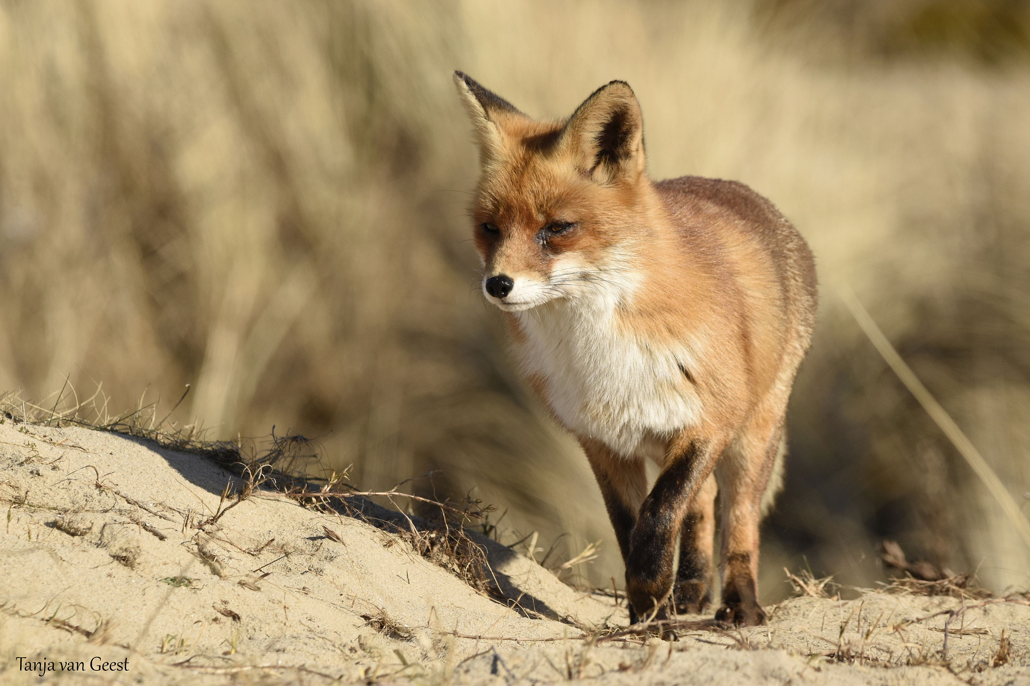 Nikon D5500 + Sigma 150-600mm F5-6.3 DG OS HSM | C sample photo. Red fox in the dunes photography