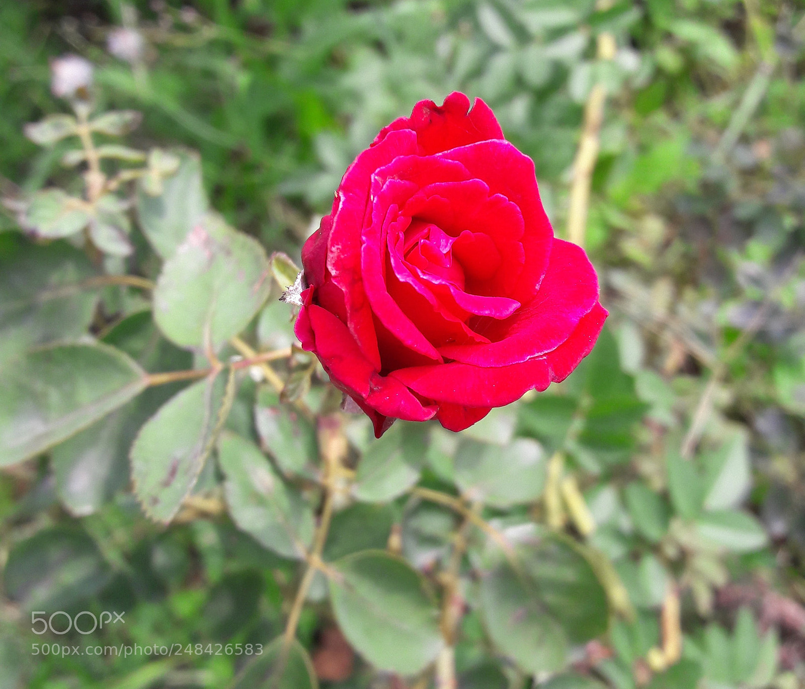 Samsung Galaxy J7 sample photo. Red rose photography