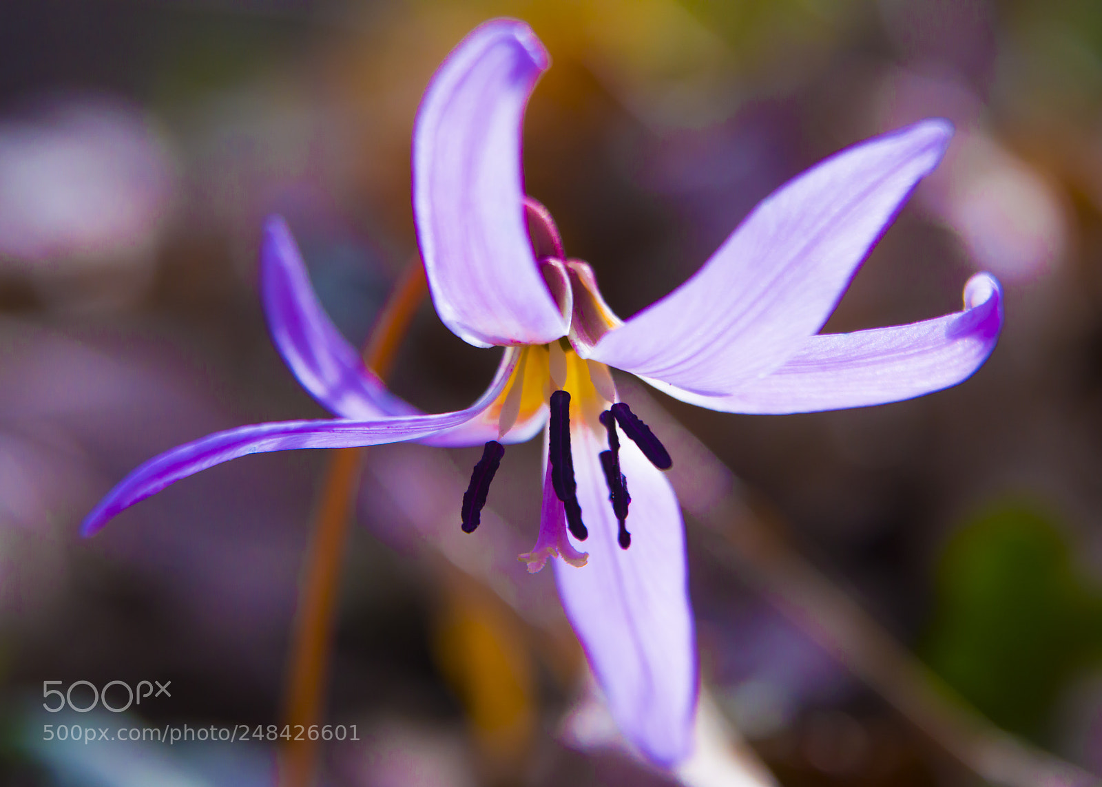 Nikon D3200 sample photo. Erithronium dens canis photography