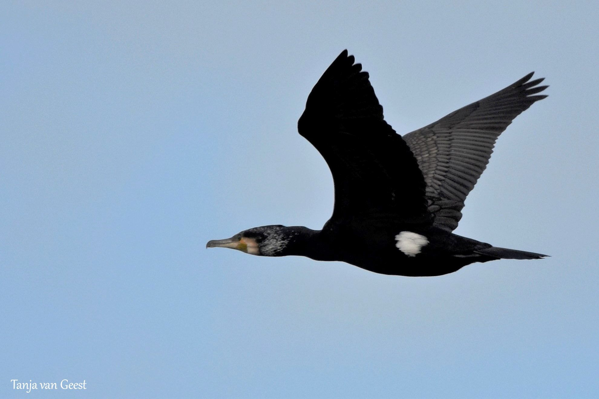 Nikon D5500 + Sigma 150-600mm F5-6.3 DG OS HSM | C sample photo. Cormorant in breeding plumage photography