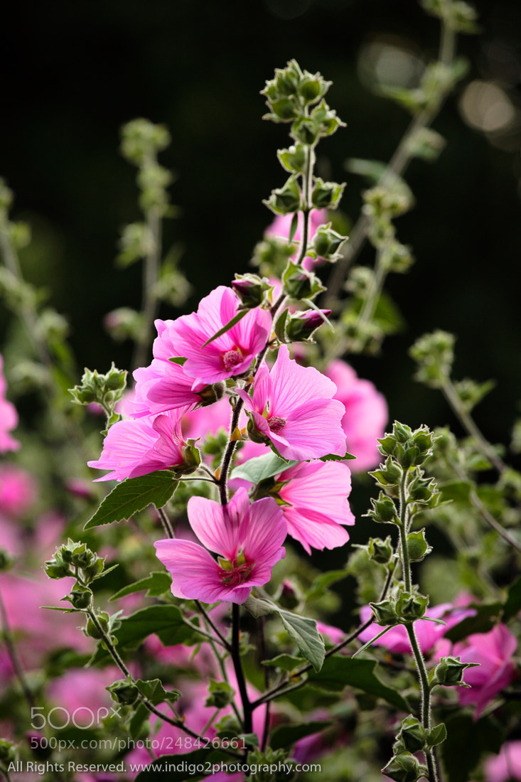 Canon EOS 5D sample photo. Lavatera photography