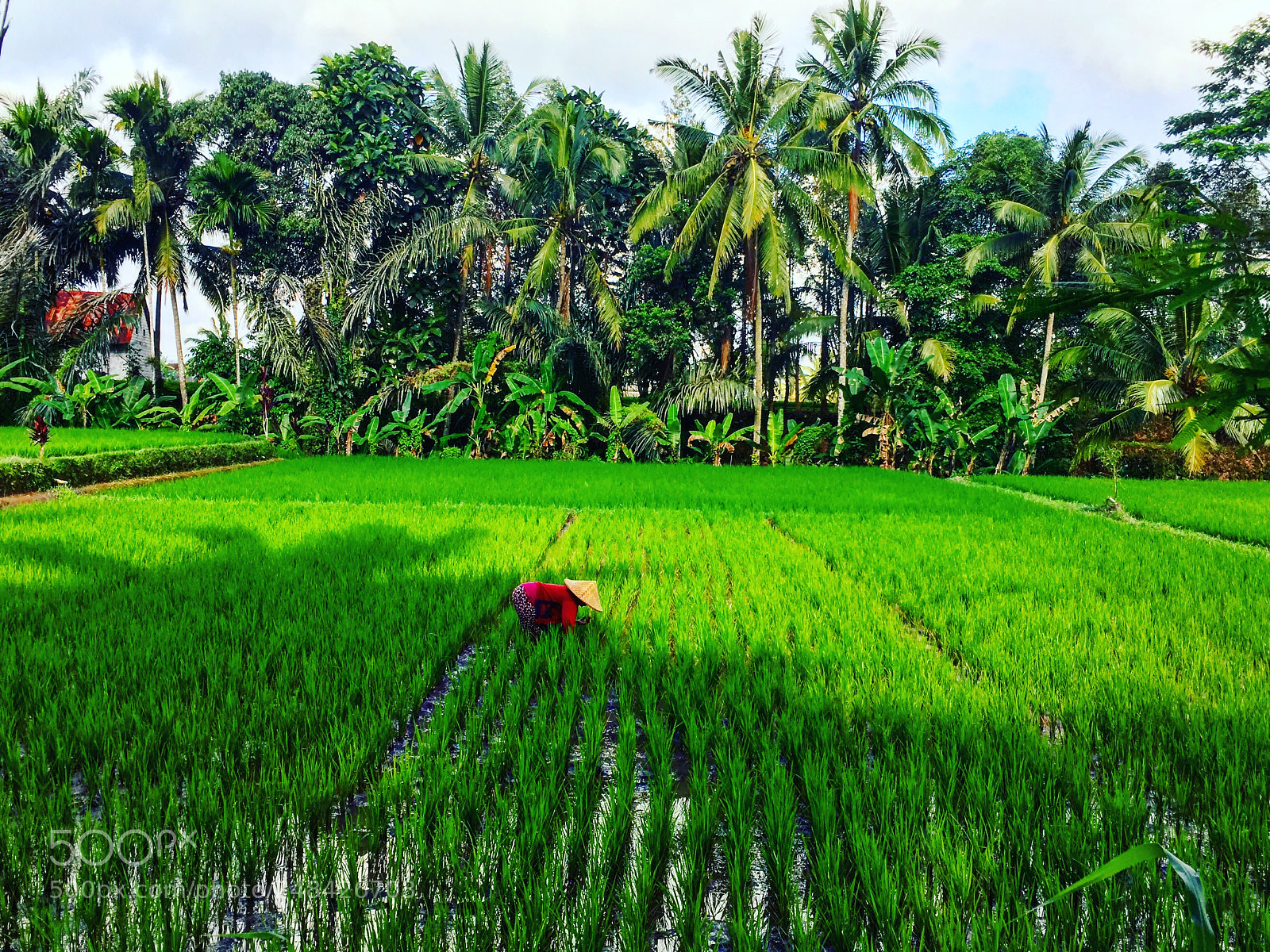 Apple iPhone 6s sample photo. Bali photography