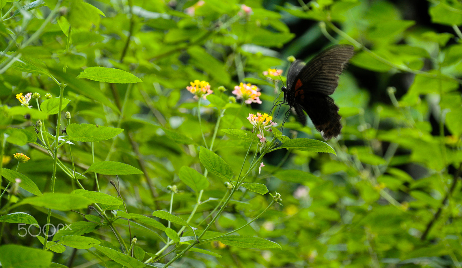 Nikon 1 J1 sample photo. A lunch of a black butterfly photography