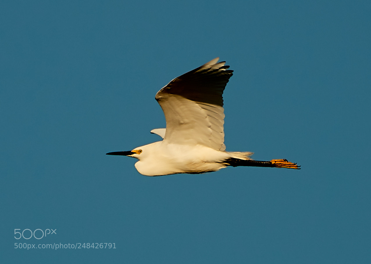 Canon EOS-1D X Mark II sample photo. 03-06-18-0006368.jpg photography