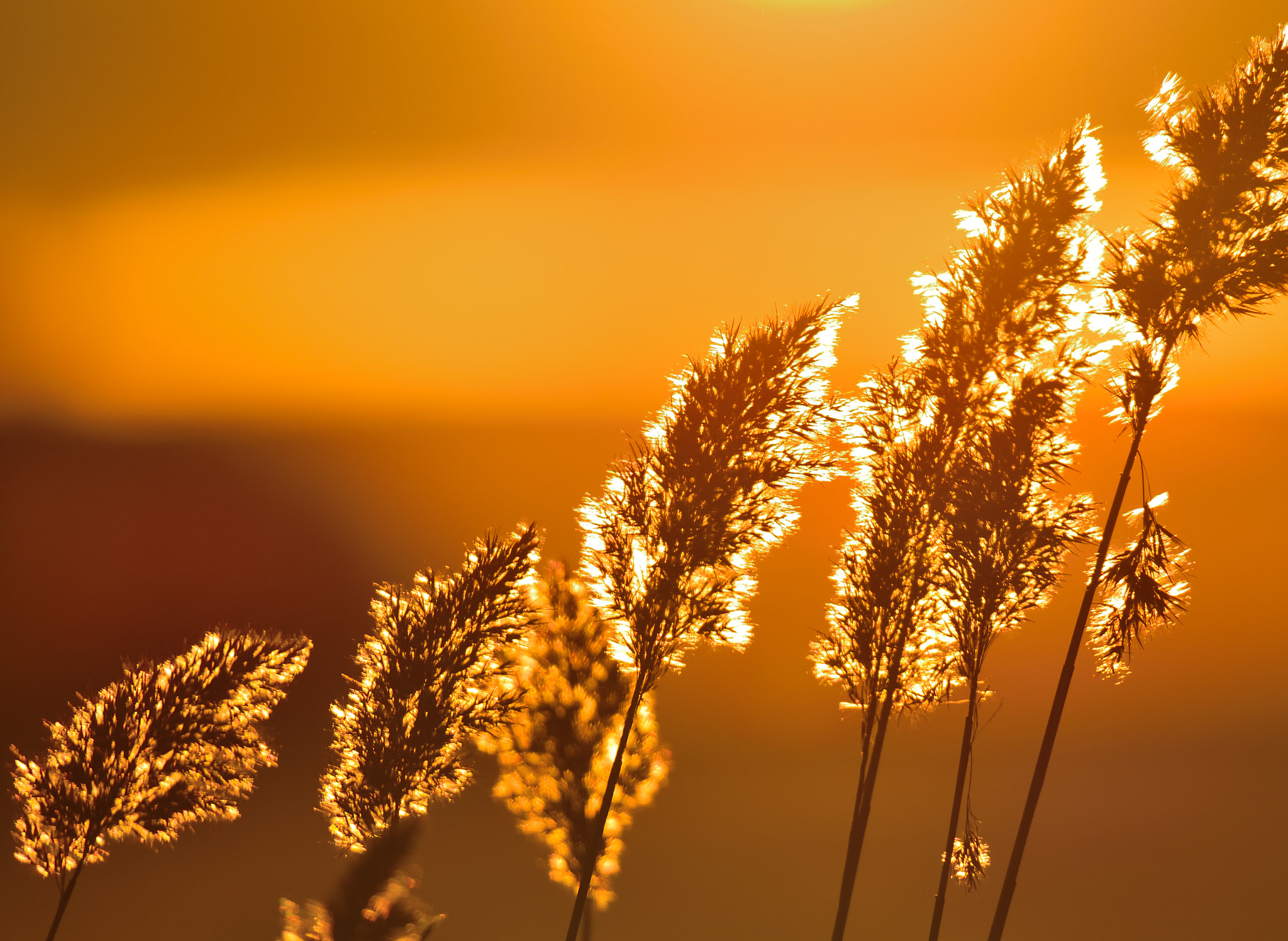 Sigma 150-600mm F5-6.3 DG OS HSM | S sample photo. Sunset time photography