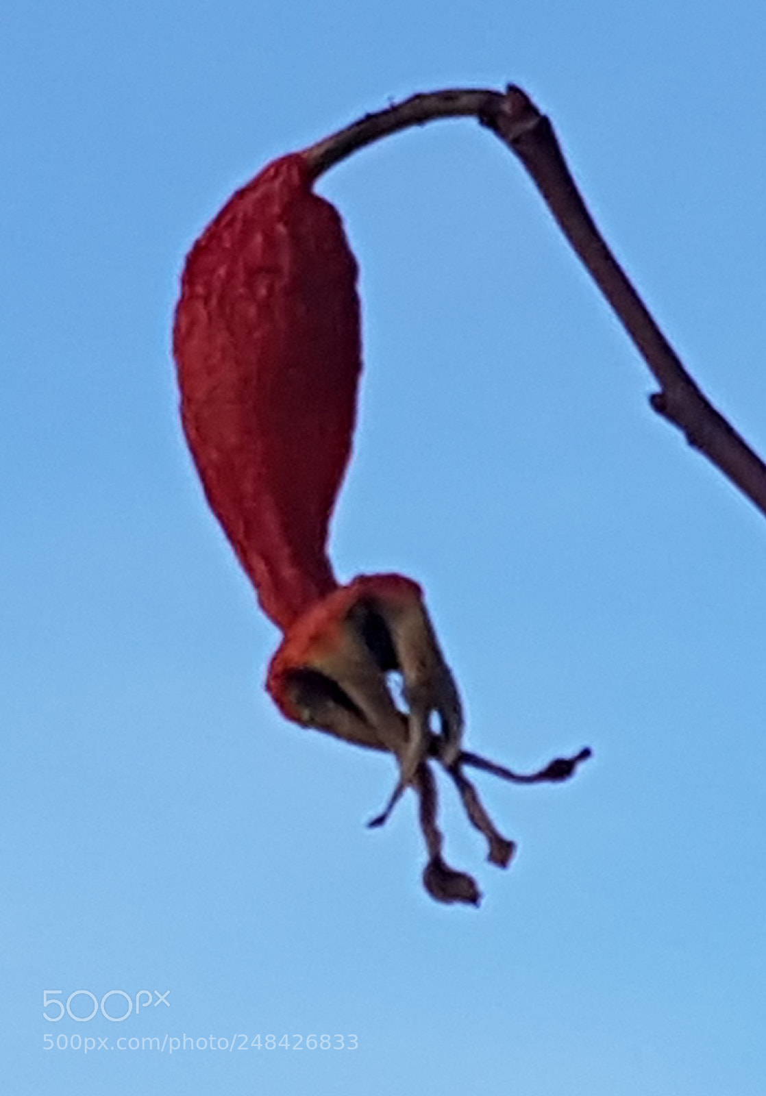 Samsung Galaxy S8 sample photo. Dry flower photography