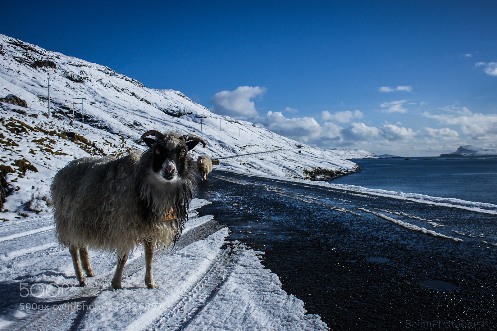 Canon EOS 7D sample photo. Sheep of the faroe photography