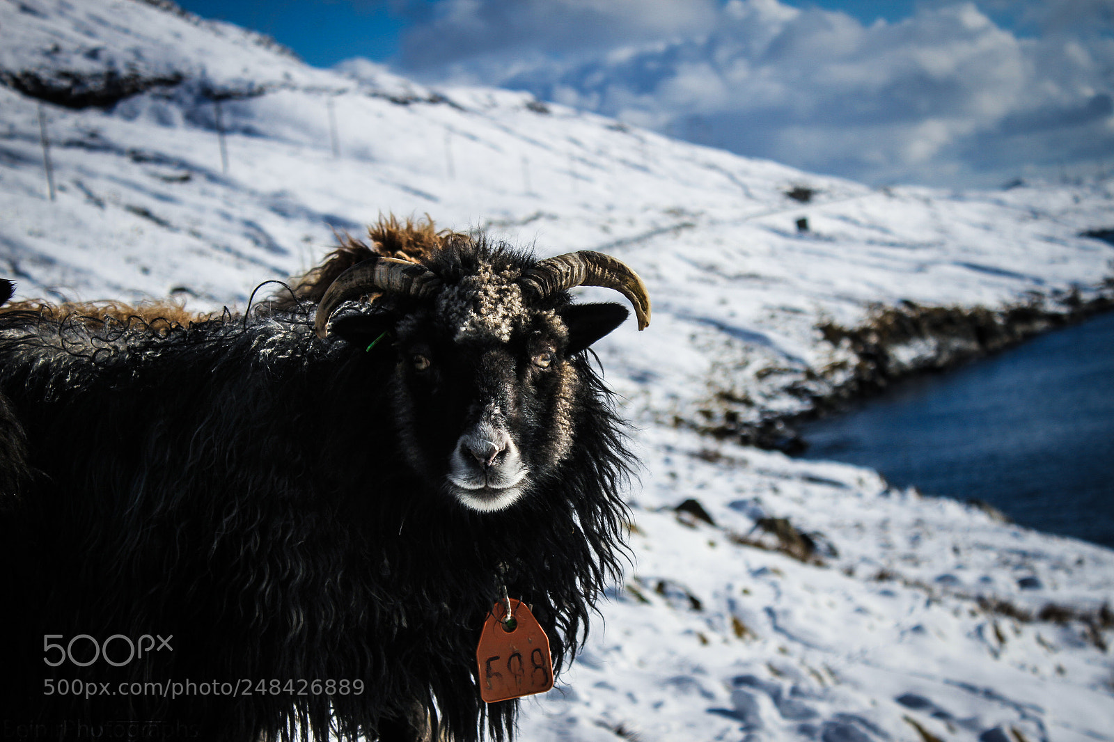 Canon EOS 7D sample photo. Sheep of the faroe photography