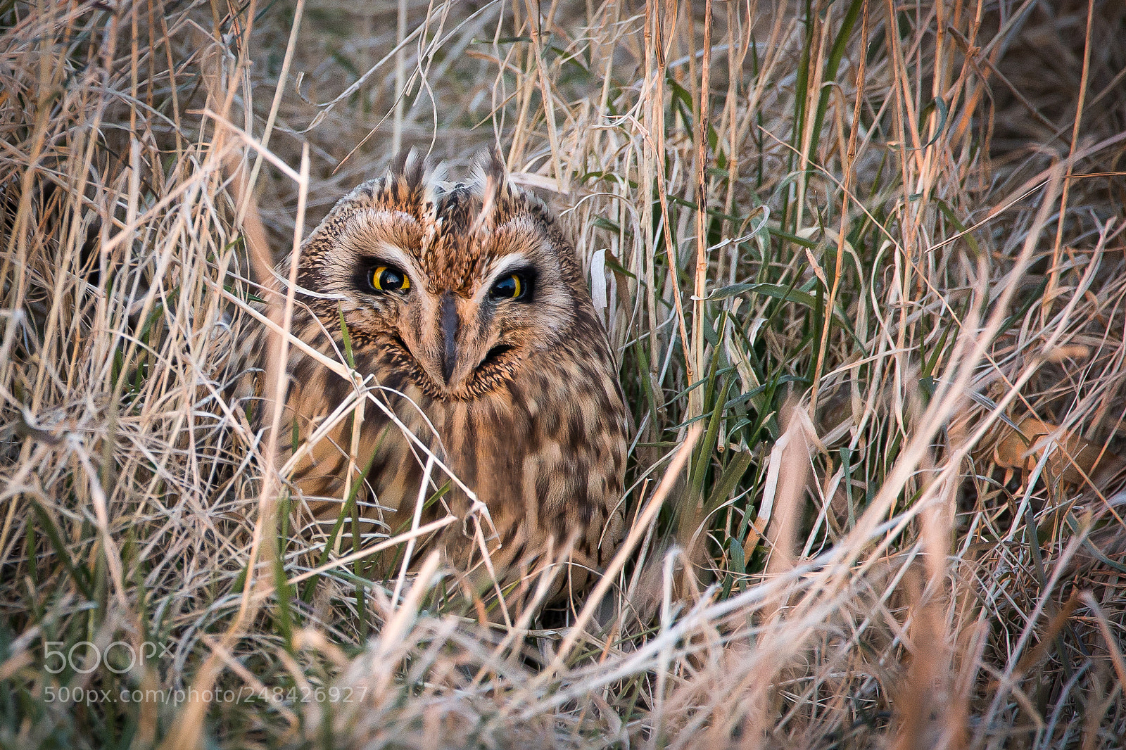 Canon EOS-1D X sample photo. • short-eared owl • photography