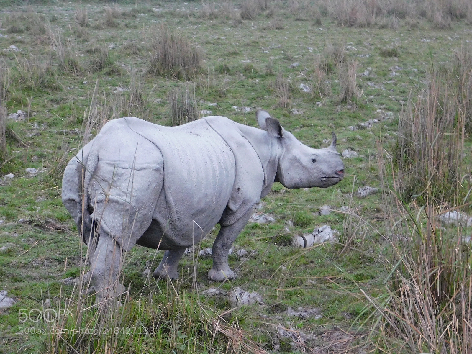 Nikon Coolpix B500 sample photo. Indian rhinoceros photography
