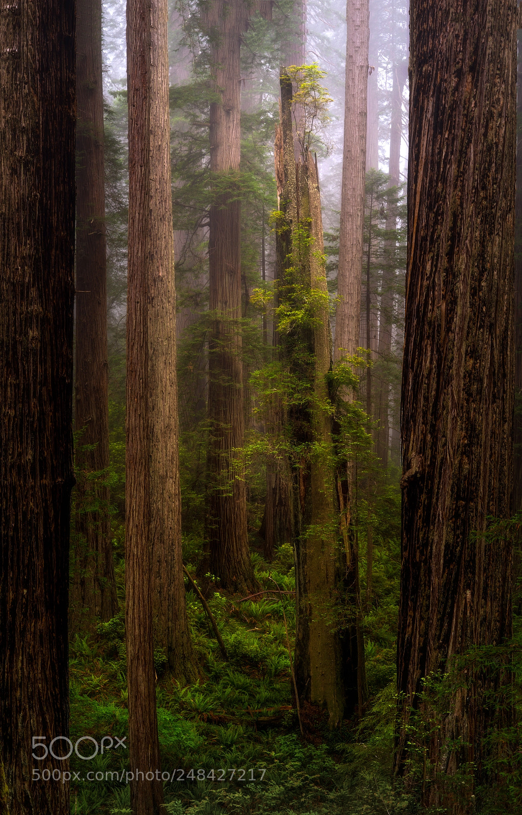 Sony a7R II sample photo. Vertical growth photography