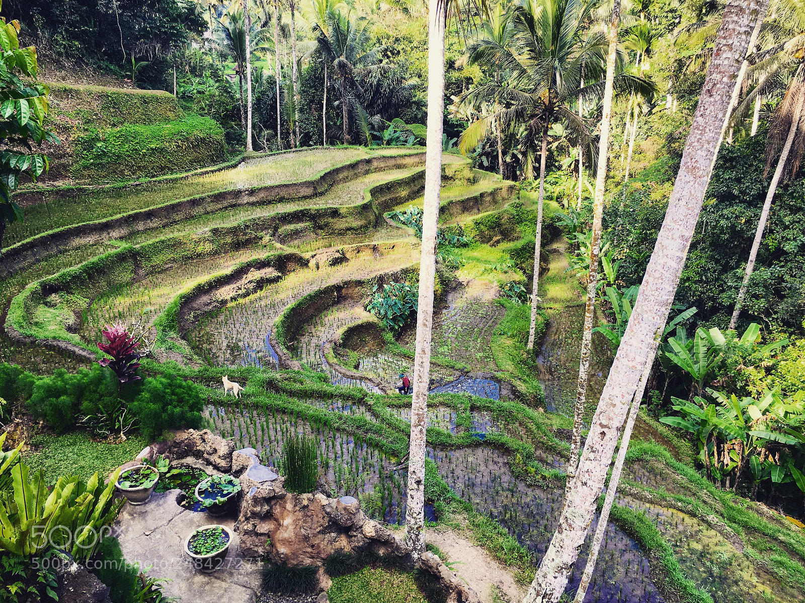 Apple iPhone 6s sample photo. Bali photography
