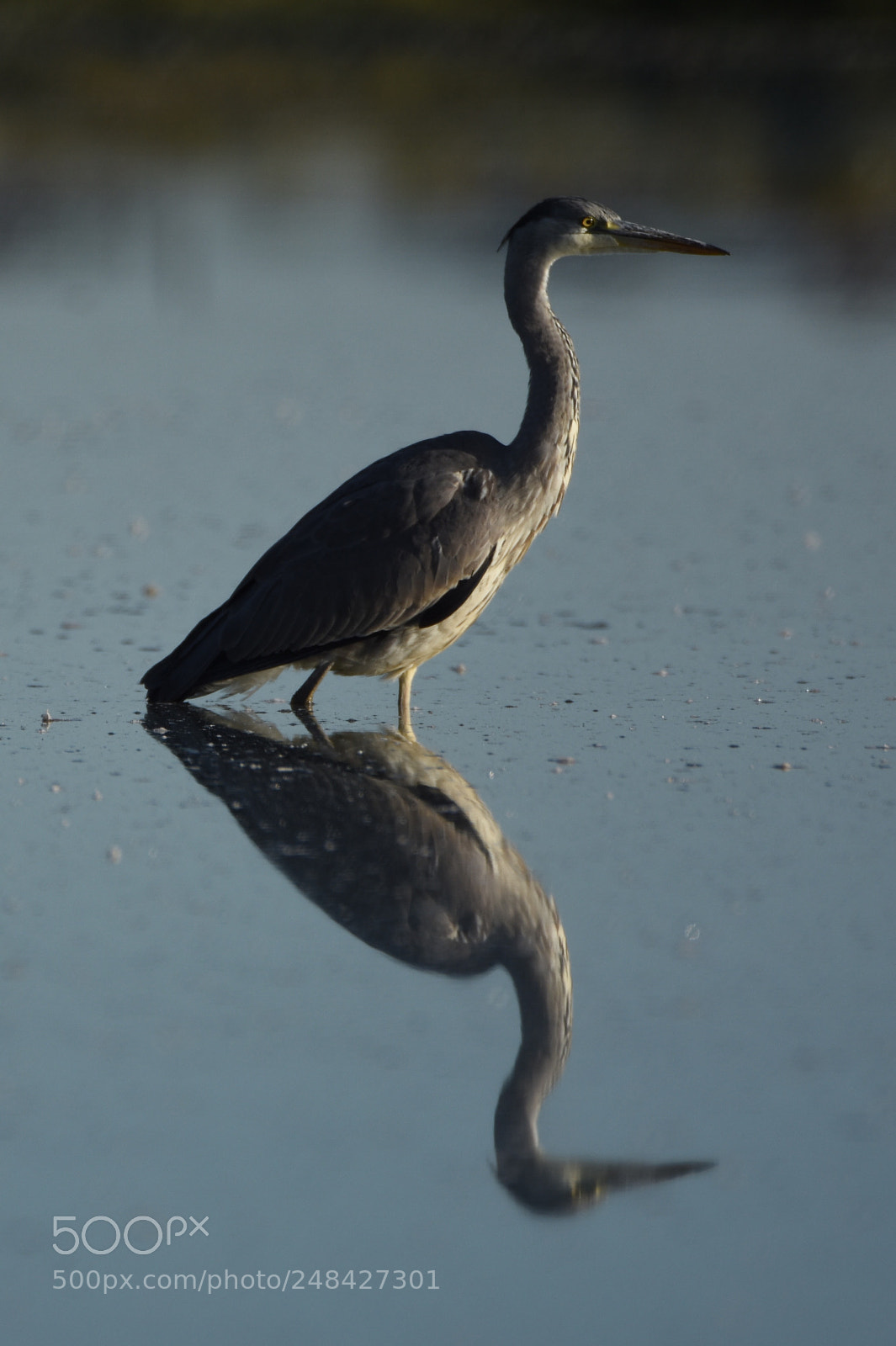 Nikon D7200 sample photo. Grey heron reflection photography