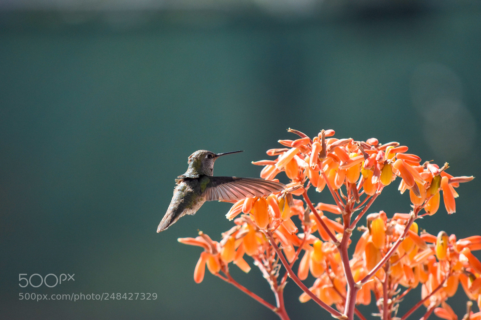Nikon D5500 sample photo. Hummingbird photography