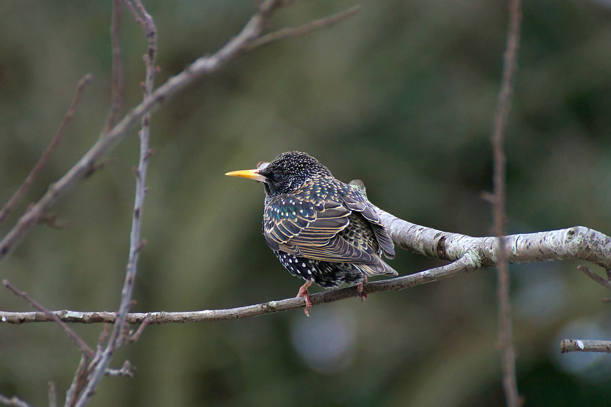 Canon EOS 77D (EOS 9000D / EOS 770D) sample photo. Starling photography