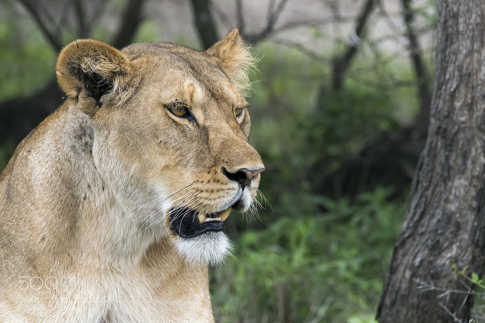 Nikon D810 sample photo. Portrait of a lioness photography