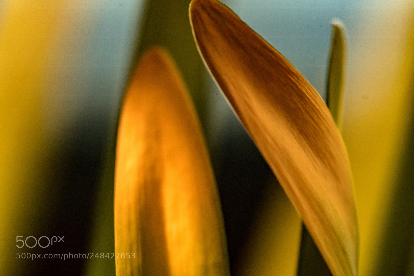Sony a7R II sample photo. Stems are beautiful too photography
