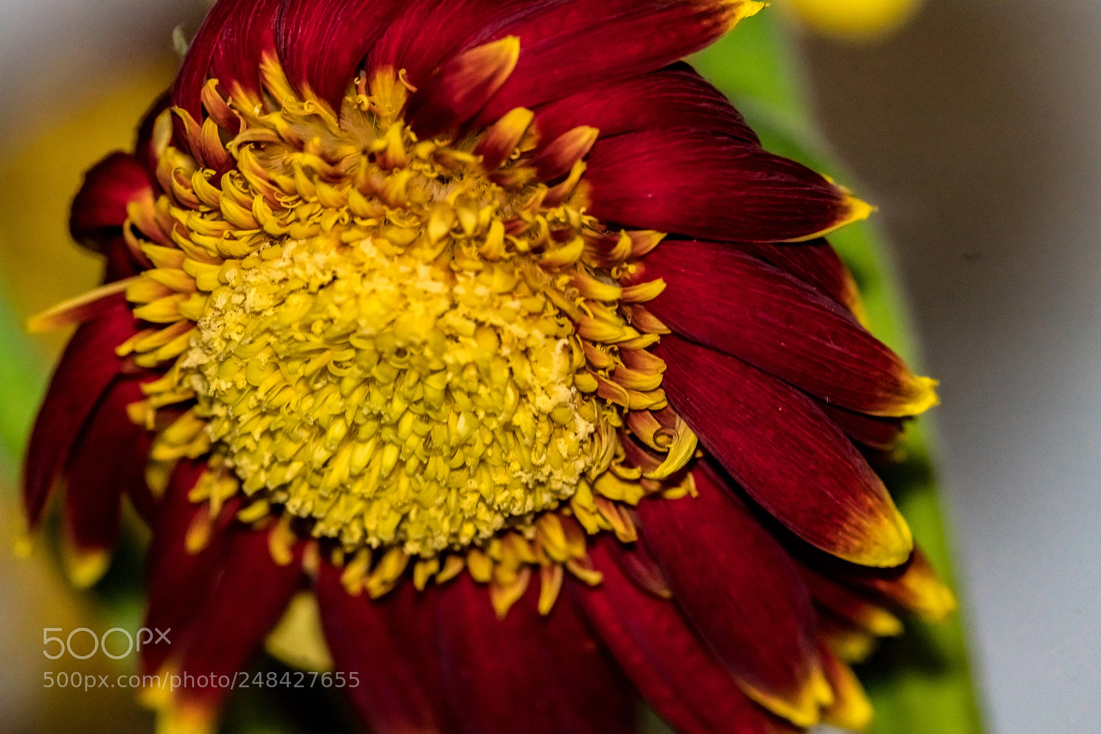 Sony a7R II sample photo. Gerber's encore photography