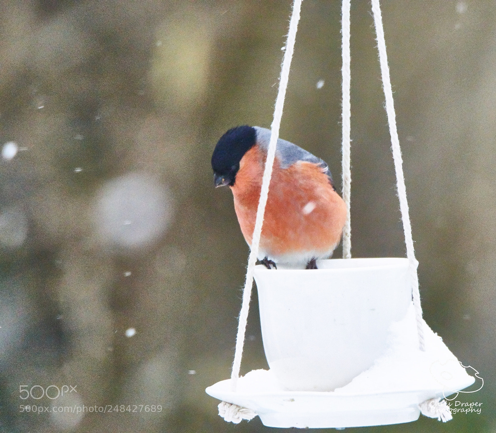Sony ILCA-77M2 sample photo. Bullfinch photography