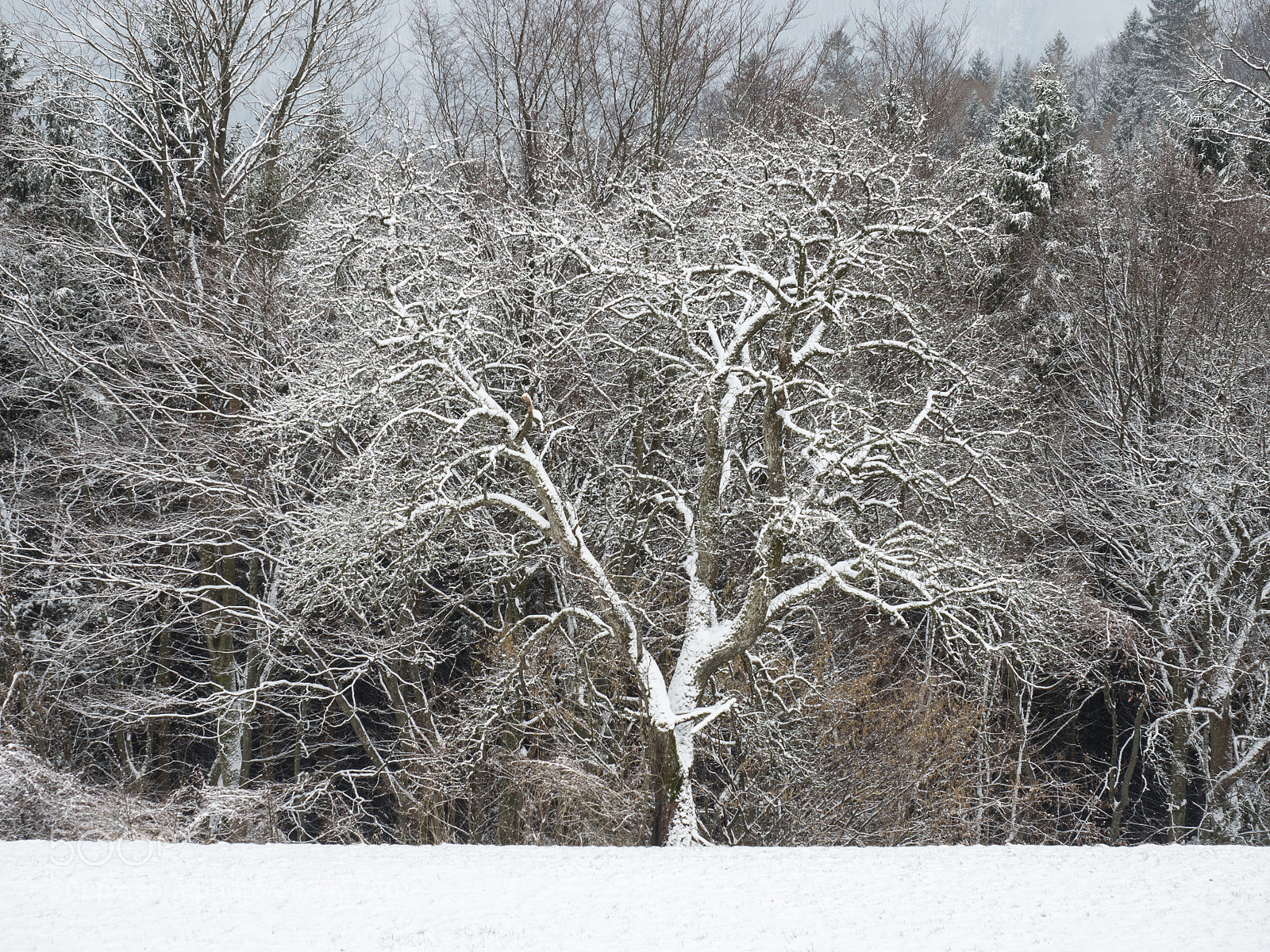 Olympus OM-D E-M5 II sample photo. The tree at the photography