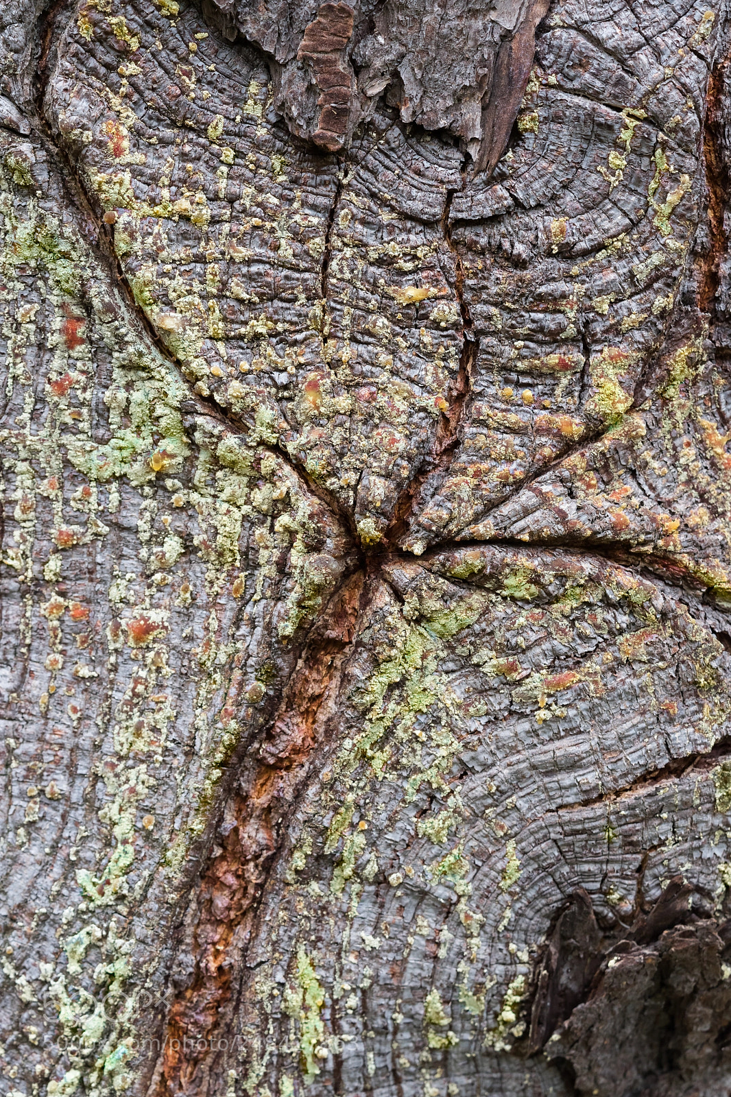 Sony a7 II sample photo. Poisonous wound of a photography
