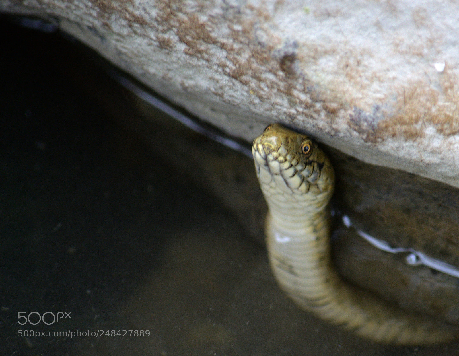 Nikon D3200 sample photo. Viper with crazy eyes photography