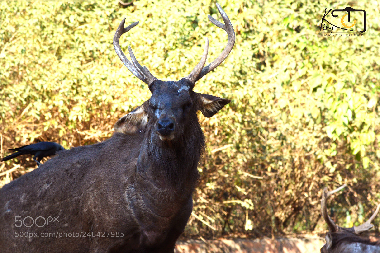 Nikon D5200 sample photo. Angry photography