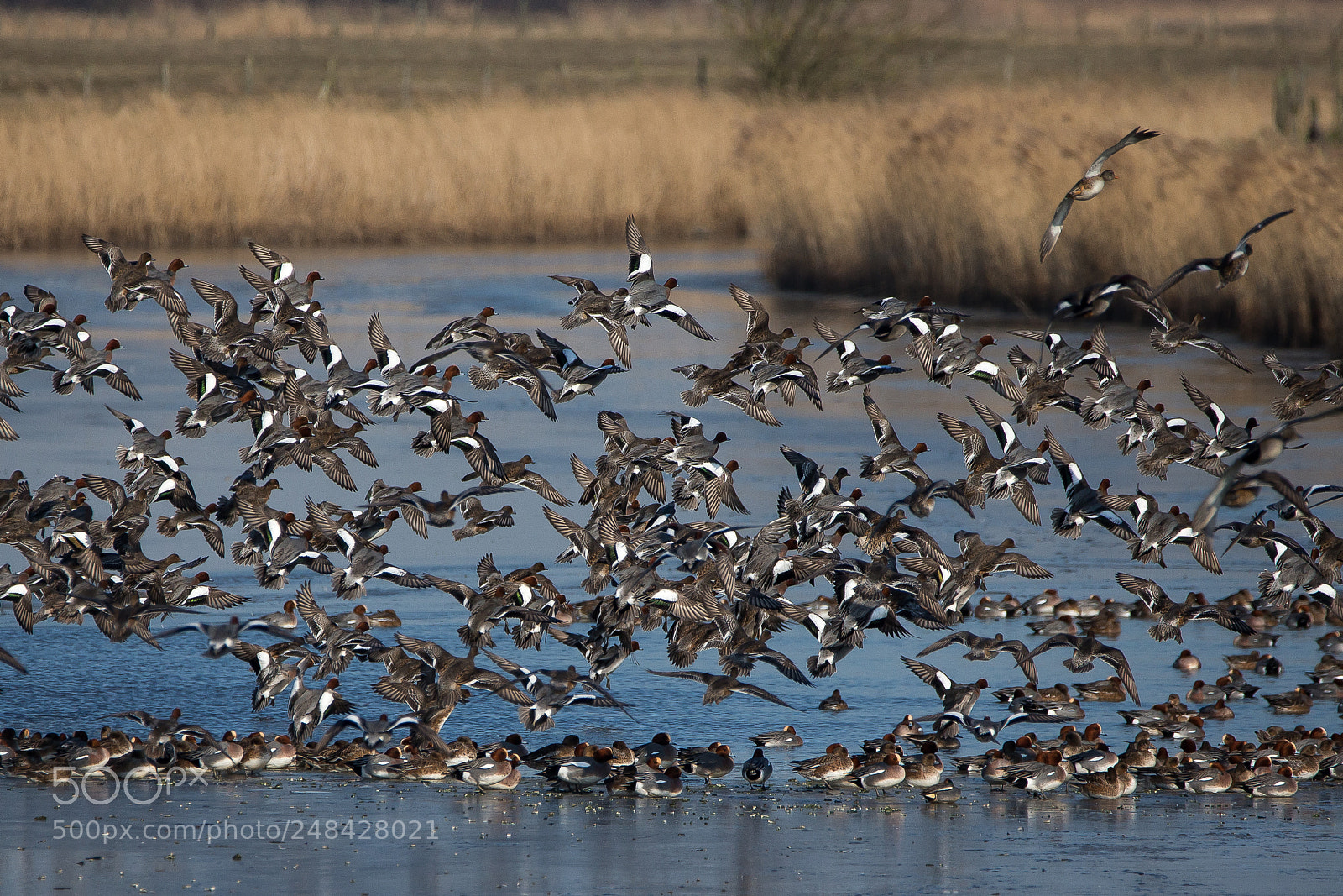 Canon EOS-1D X sample photo. • eurasian wigeon • photography