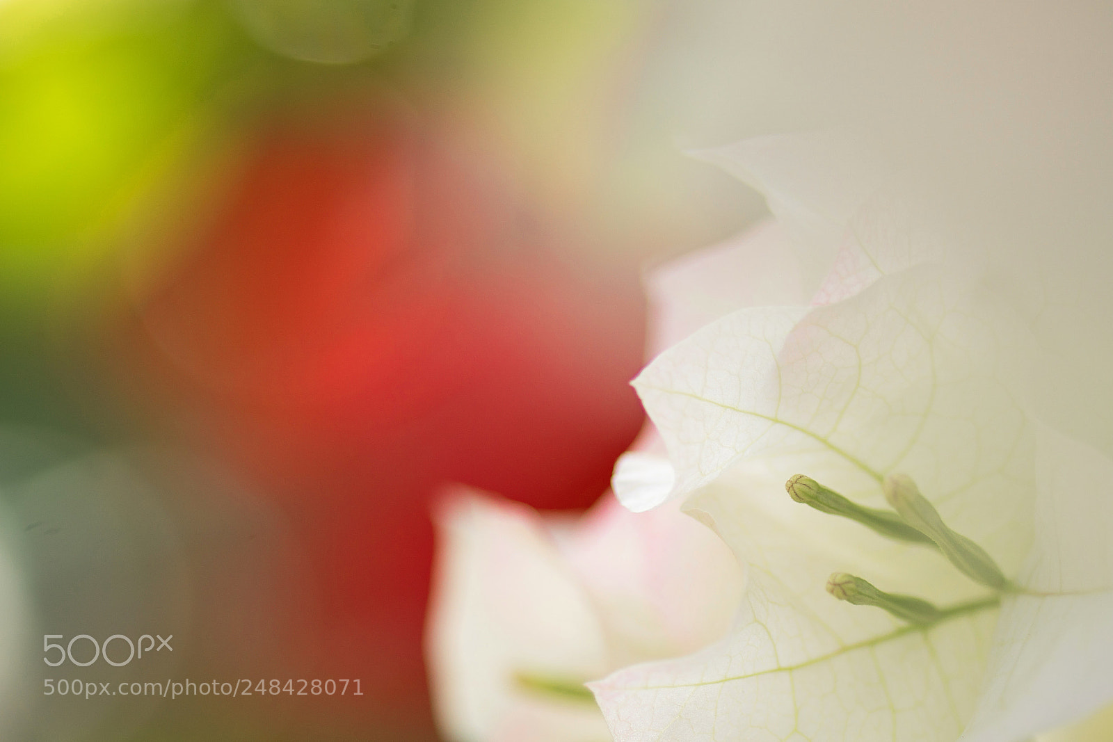Sony ILCA-77M2 sample photo. Dream of bougainvillea photography