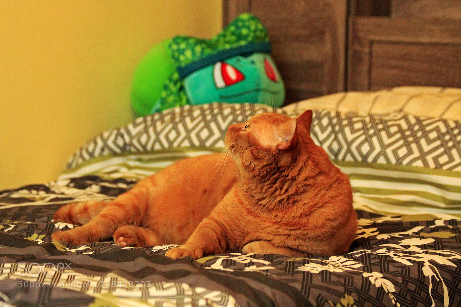 Canon EOS 1100D (EOS Rebel T3 / EOS Kiss X50) sample photo. Probie (orange tabby) photography