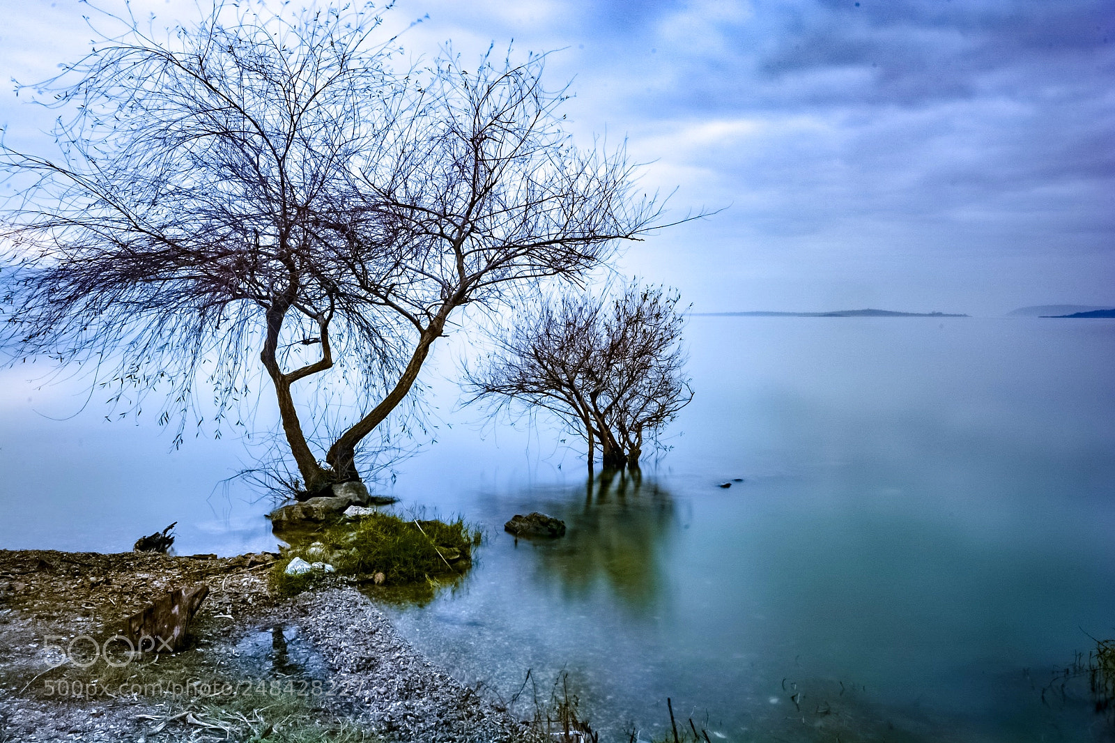Nikon D7100 sample photo. Trees photography
