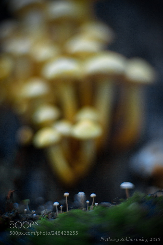 Nikon D700 sample photo. Giants and gnomes photography