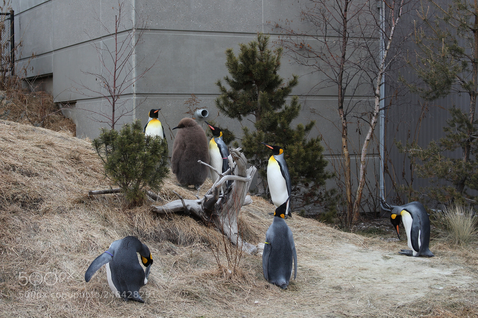 Canon EOS 700D (EOS Rebel T5i / EOS Kiss X7i) sample photo. Img photography