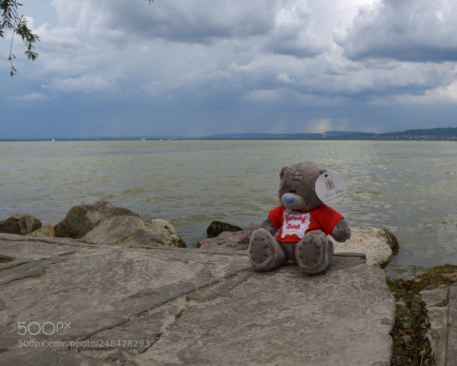 Nikon D3200 sample photo. The teddy bear photography