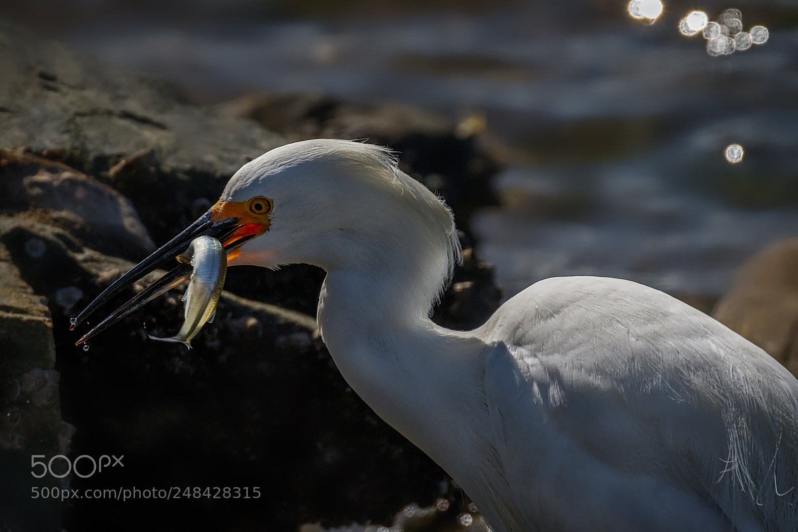 Canon EOS 7D Mark II sample photo. Fisherman in the sun photography