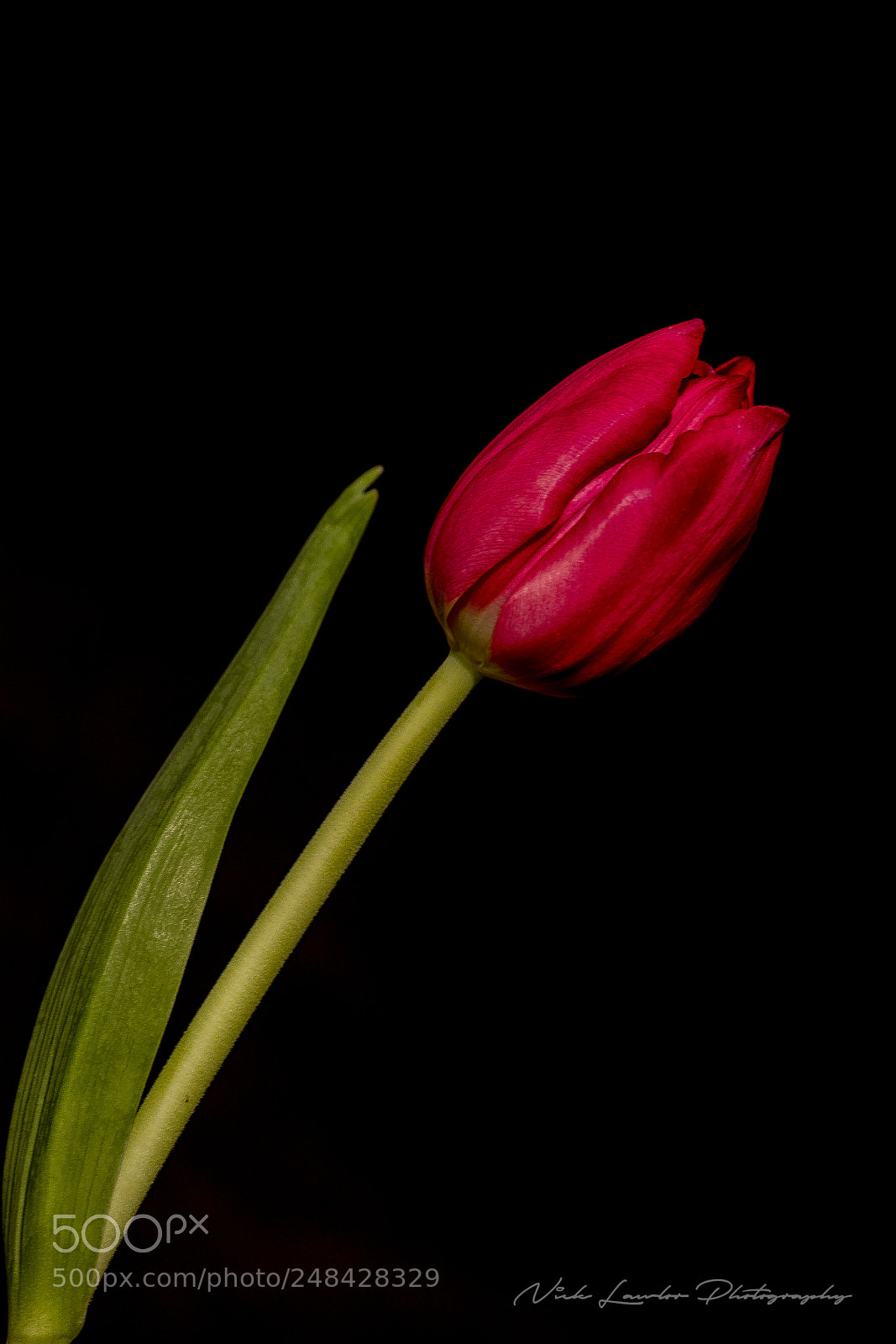 Canon EOS 80D sample photo. Tulip photography