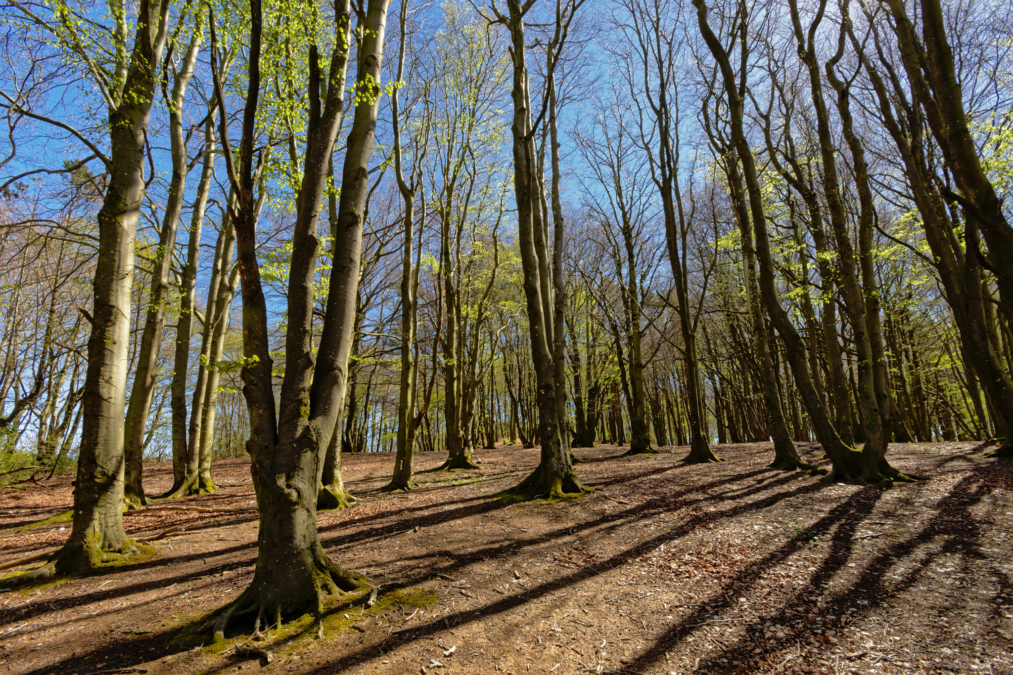 Sigma 10-20mm F4-5.6 EX DC HSM sample photo. Norwegian spring forest photography