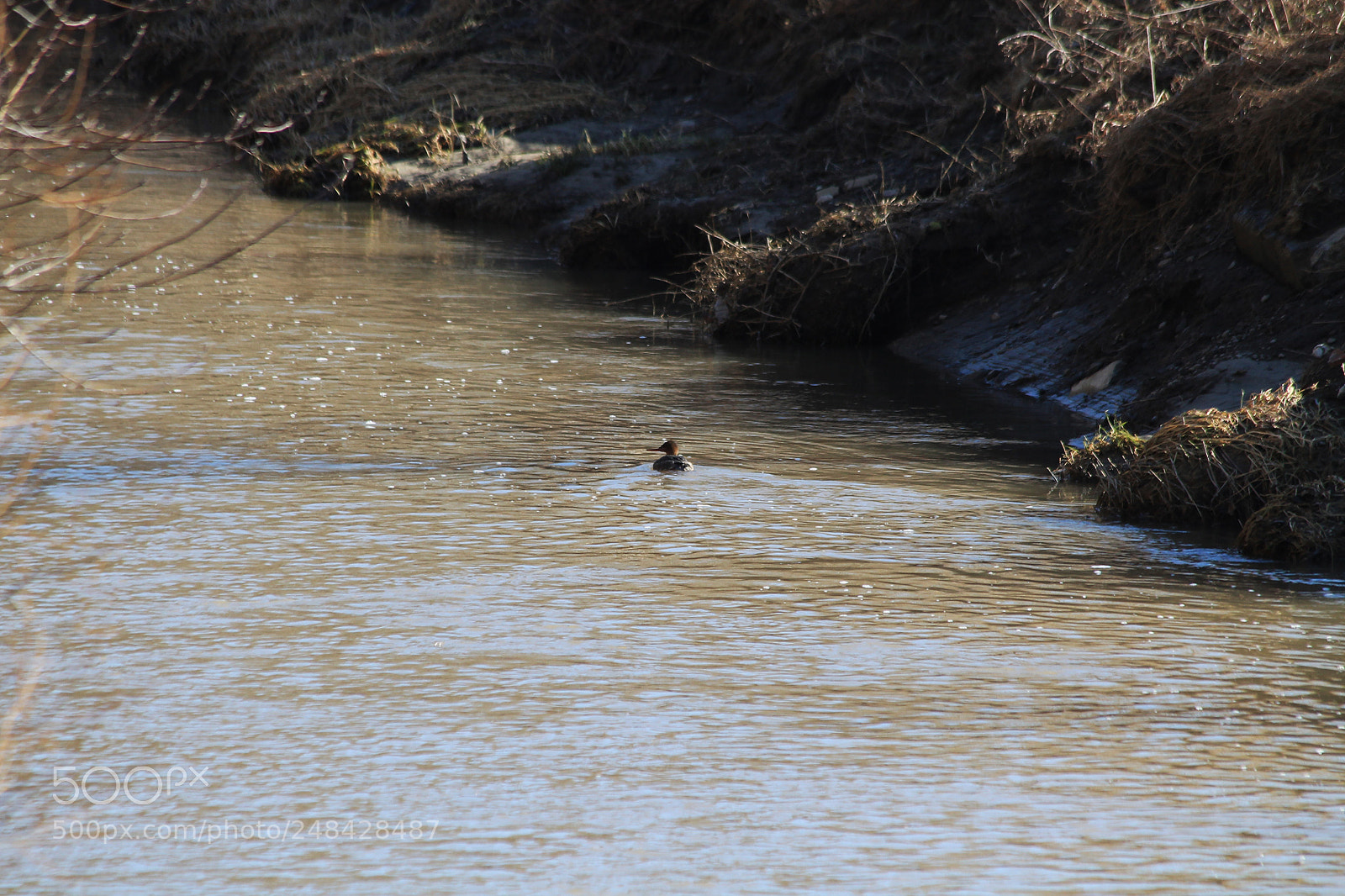 Canon EOS 1100D (EOS Rebel T3 / EOS Kiss X50) sample photo. Red-breasted merganser photography
