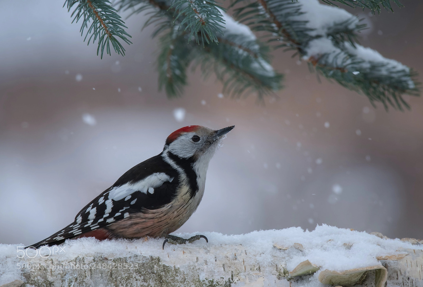 Nikon D850 sample photo. Middle spotted woodpecker photography