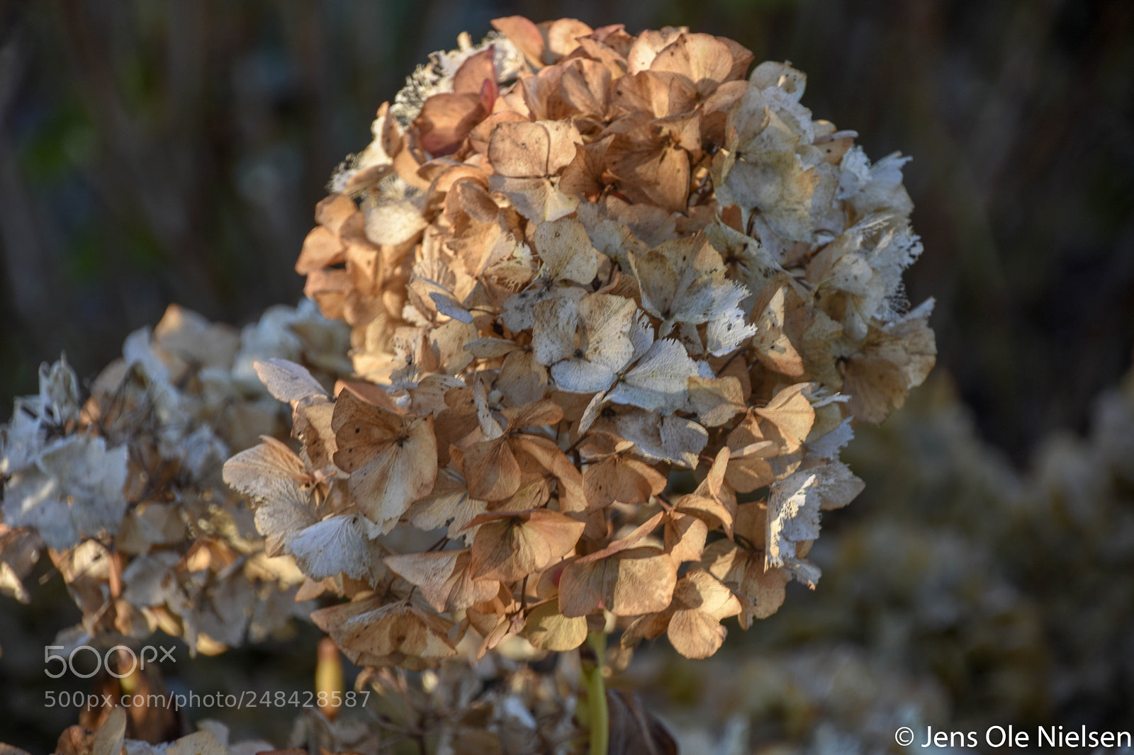 Nikon D7200 sample photo. Efter auto photography