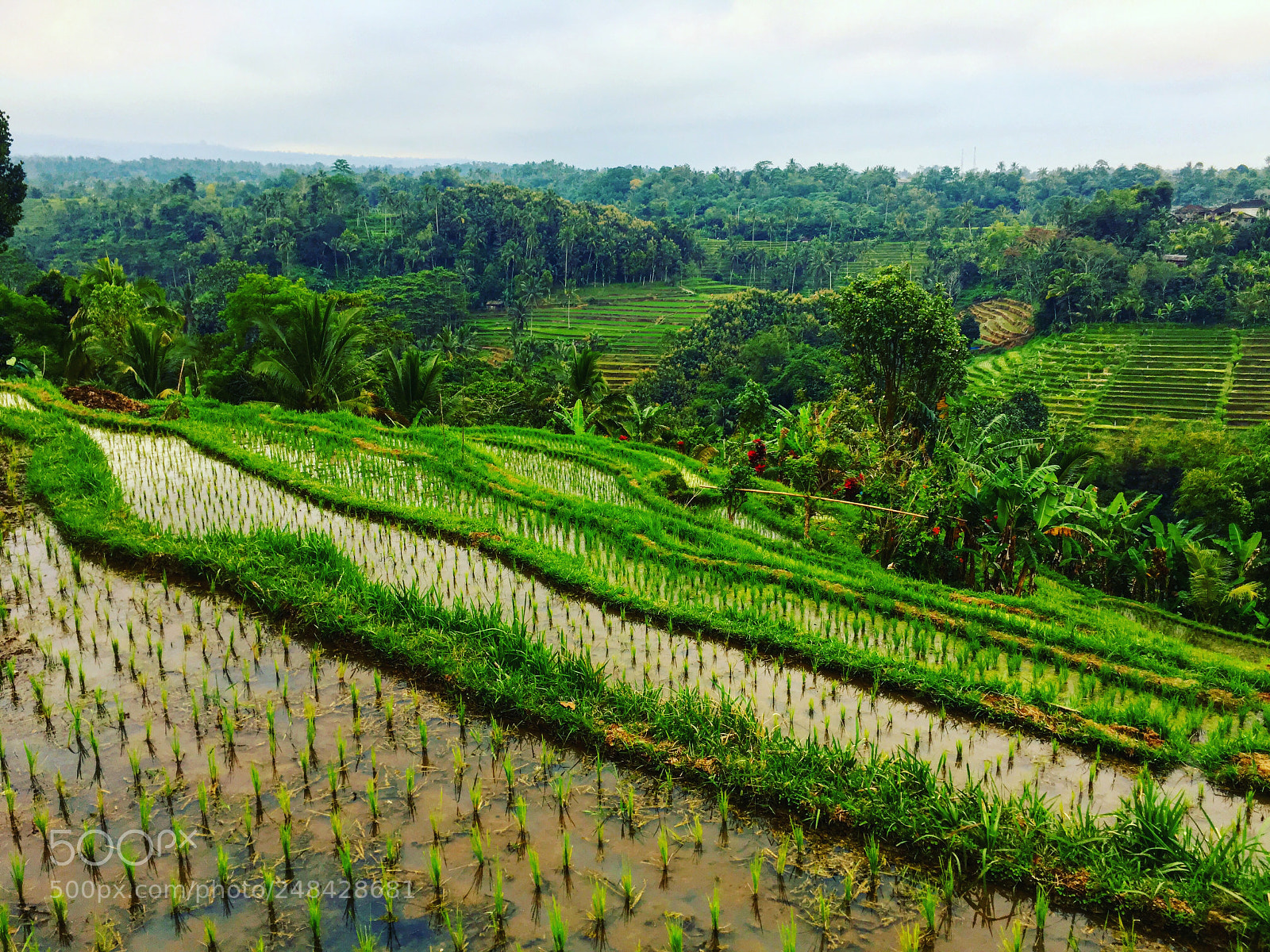 Apple iPhone 6s sample photo. Rizières bali photography