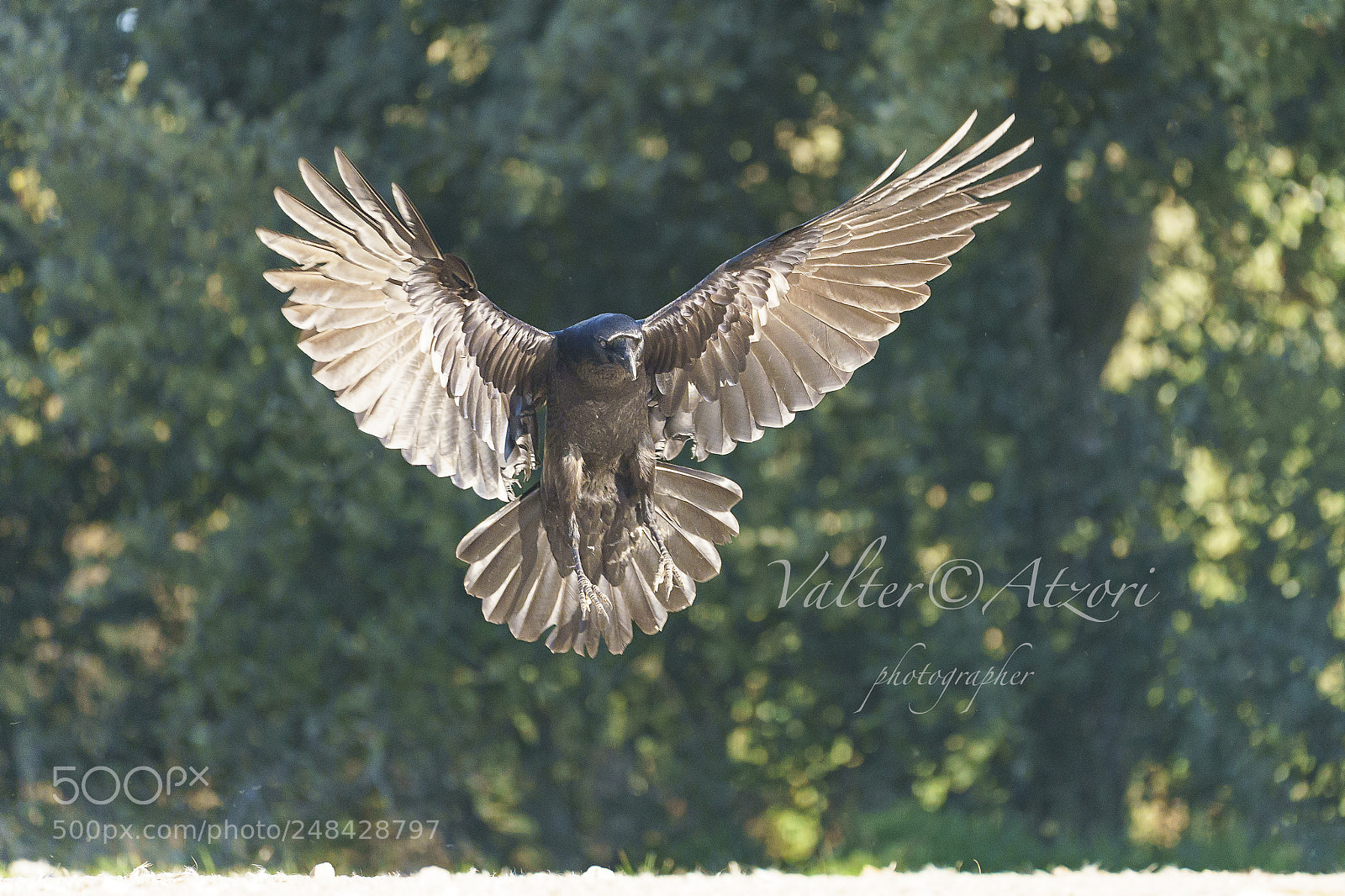 Sony a9 sample photo. Imperial crow photography