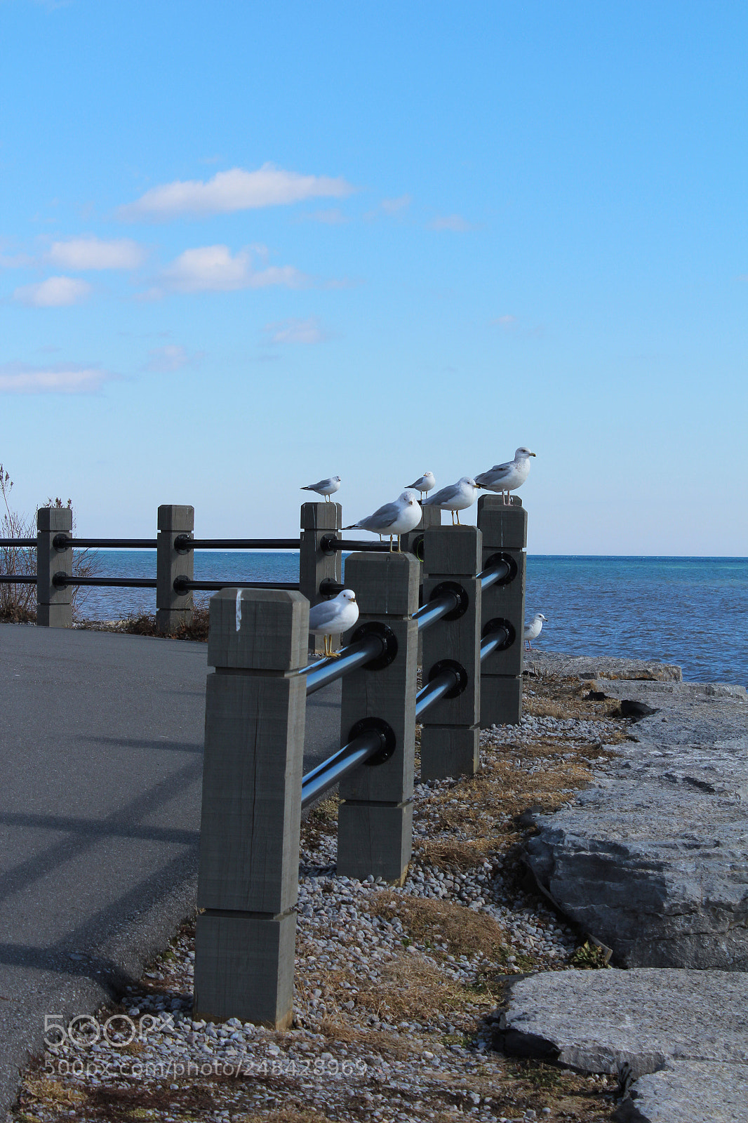 Canon EOS 1200D (EOS Rebel T5 / EOS Kiss X70 / EOS Hi) sample photo. Waiting seagulls photography