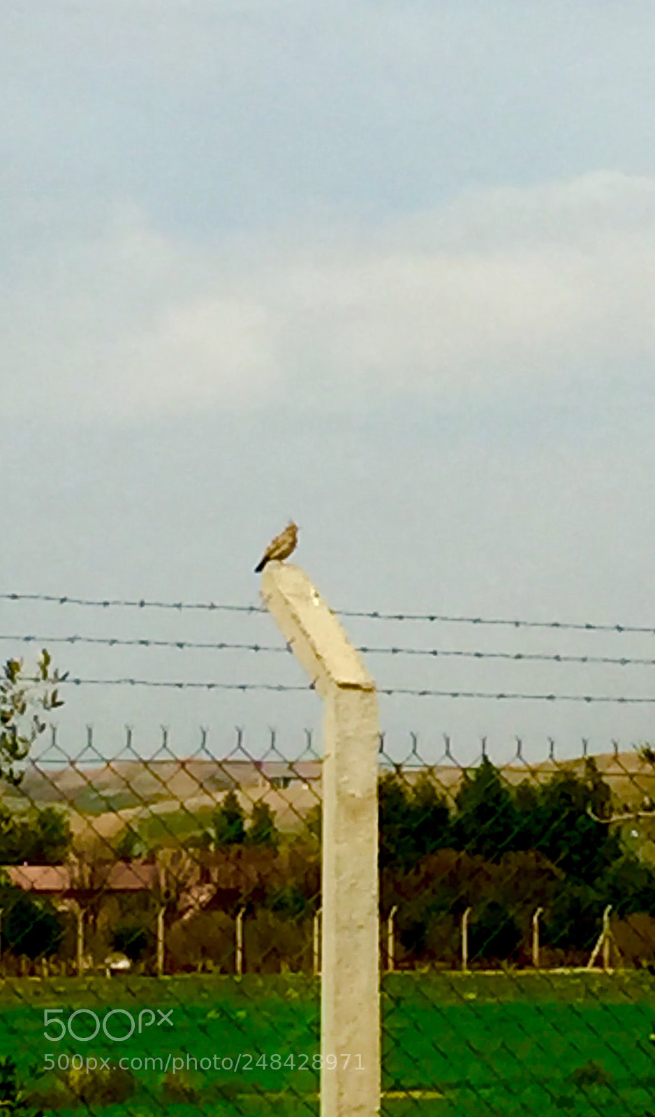 Apple iPhone 6 sample photo. Bird photography