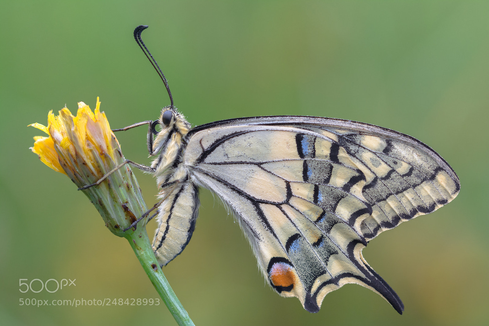 Nikon D5200 sample photo. Butterfly photography