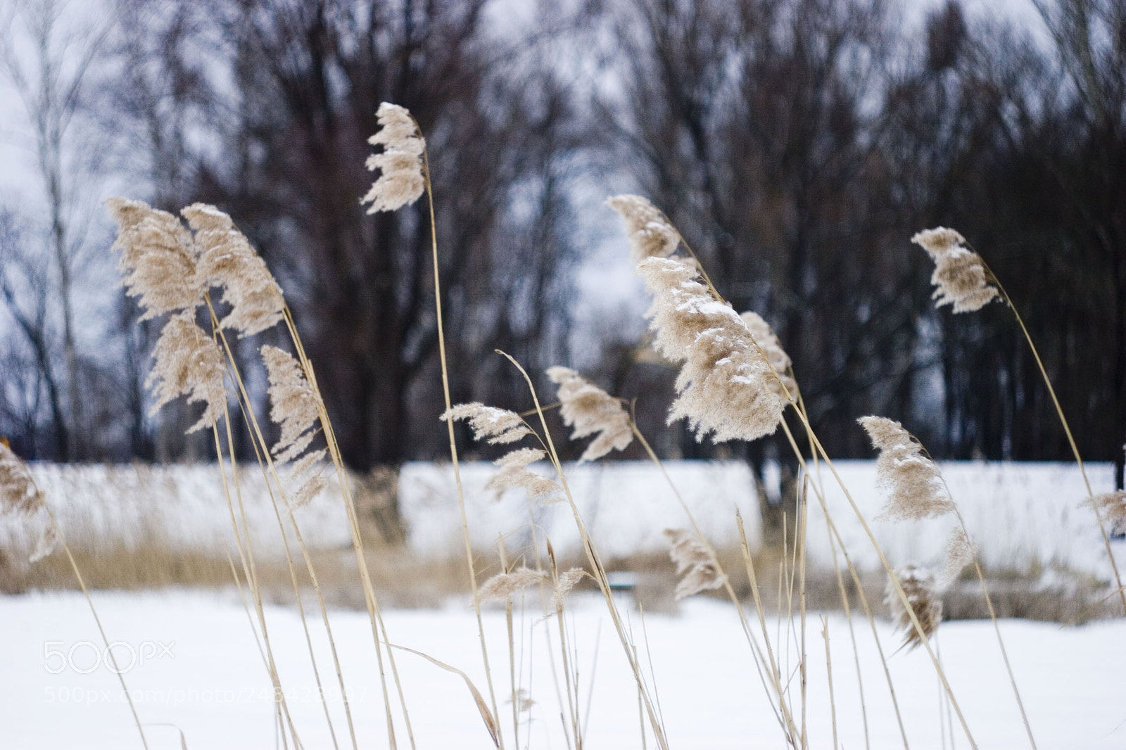 Canon EOS 20D sample photo. Breeze photography