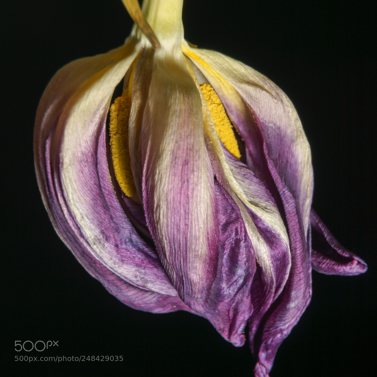 Sony a6000 sample photo. Vintage tulip photography