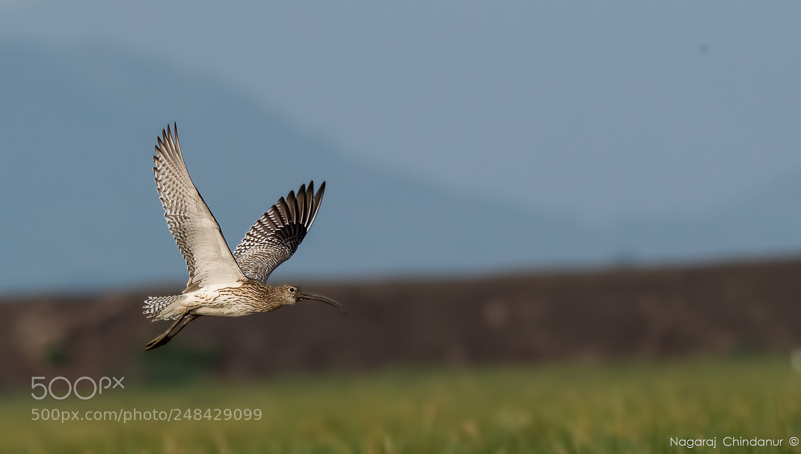 Nikon D4S sample photo. Eurasian curlew. photography